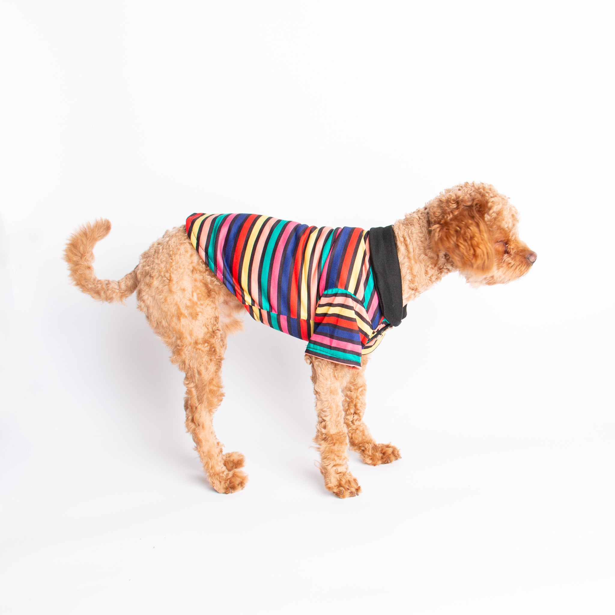 Rainbow Dog Shirt