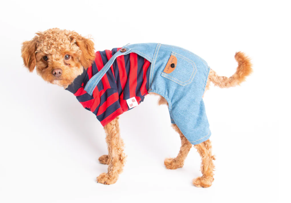 Best Quality and Affordable Dog Clothes